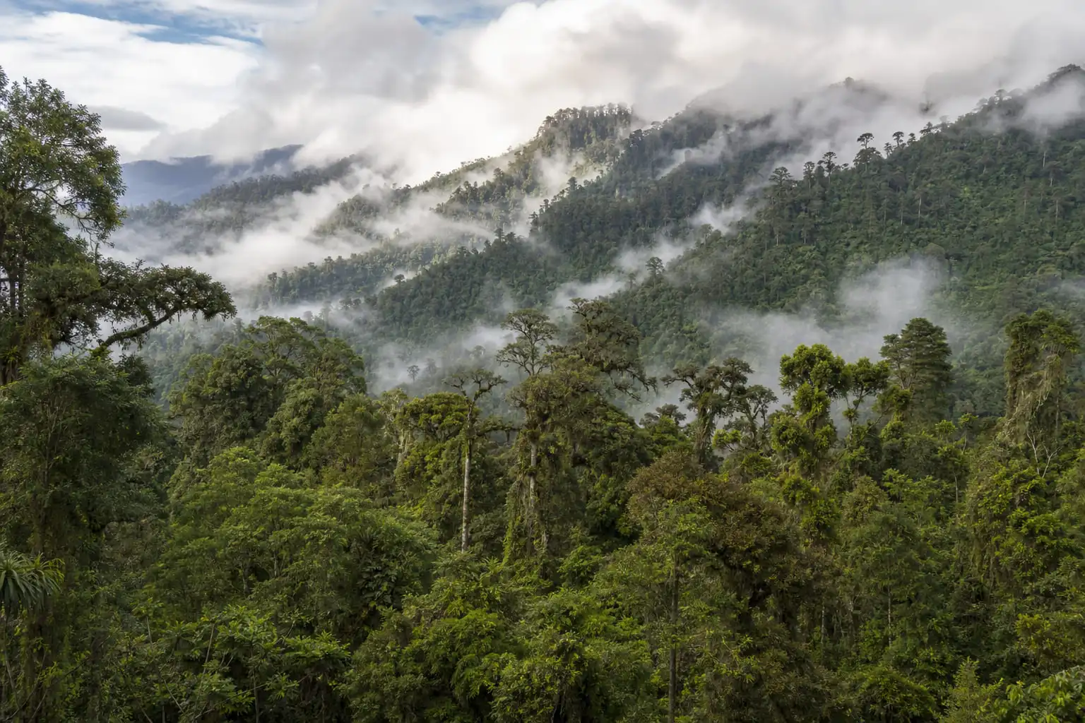East Pangia Forest Carbon Project